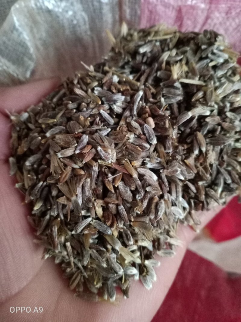 苍术苗，朱沙点苍术种子三门峡卢氏产地直销苍术籽，苍术苗