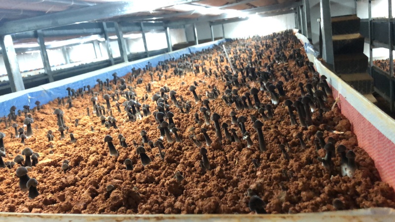 黑皮鸡枞菌干货干品鲜货菌棒种植技术基地直发