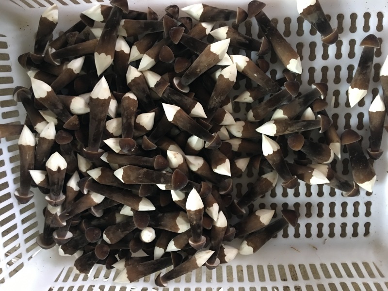黑皮鸡枞菌干货干品鲜货菌棒种植技术基地直发