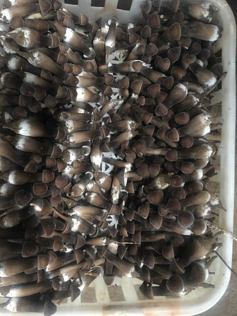黑皮鸡枞菌干货干品鲜货菌棒种植技术基地直发