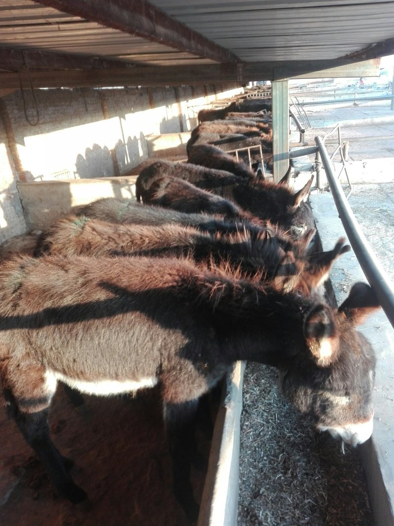 驴苗，德州驴，改良驴，三汾驴，关中驴，肉驴驴苗