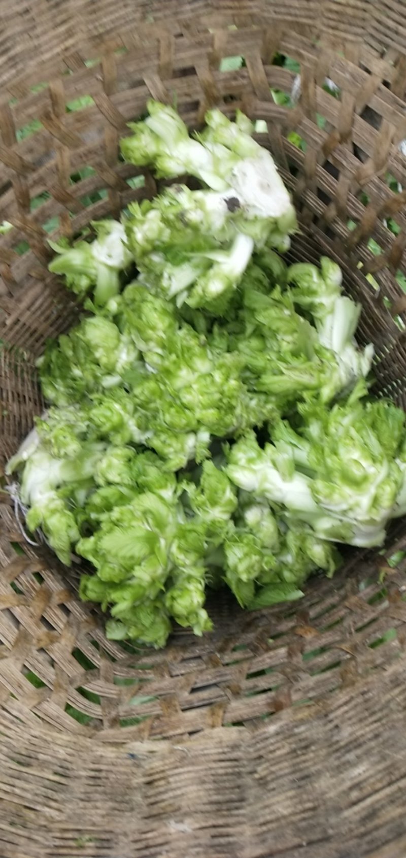 儿菜