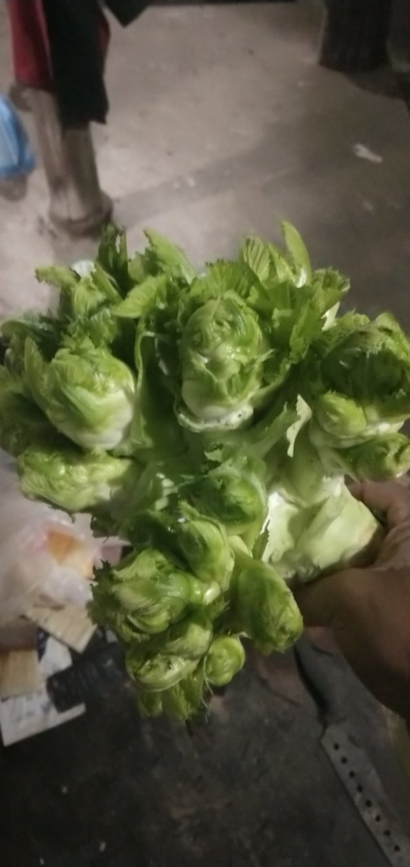 儿菜