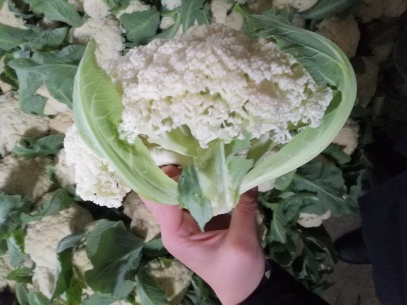 精品松花散花上市，销售各地，欢迎采购，质量可靠，天天发车