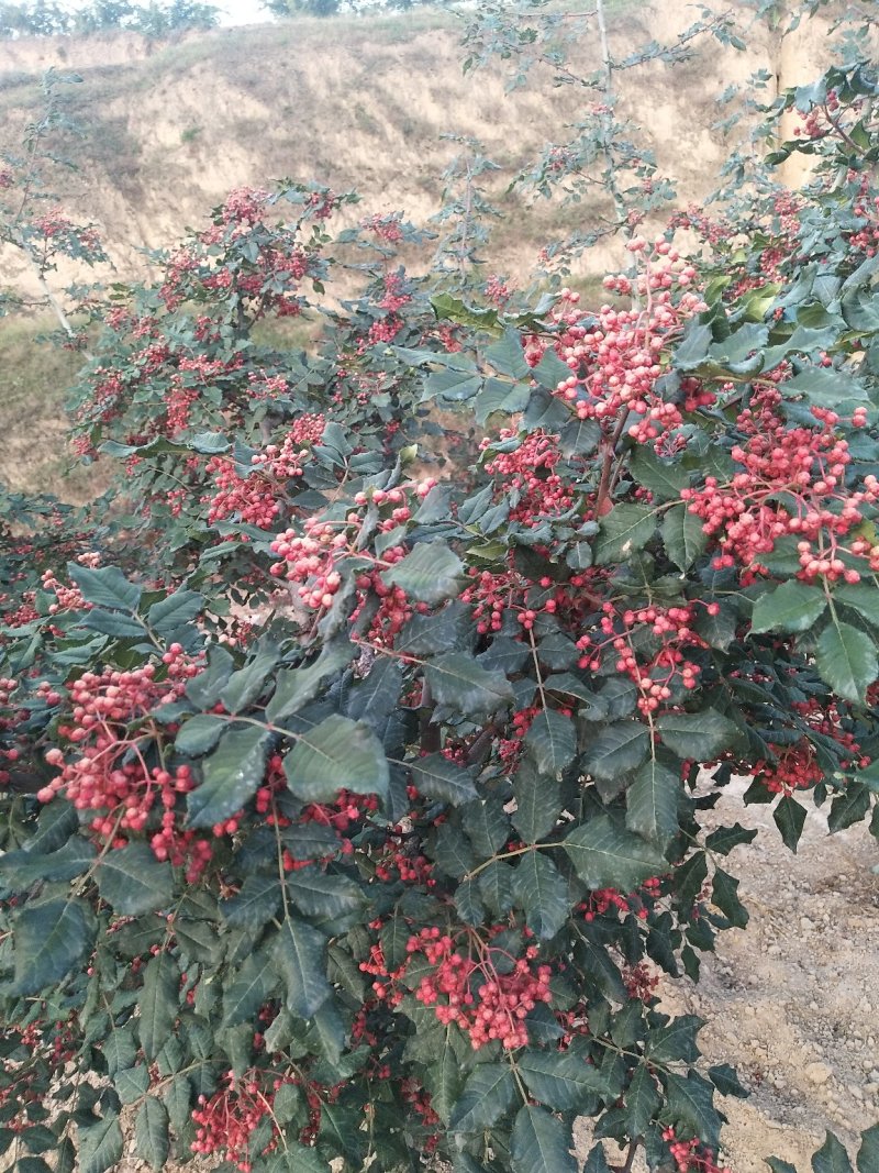 甘肃省天水市种植专业合作社大红袍花椒树苗支持批发