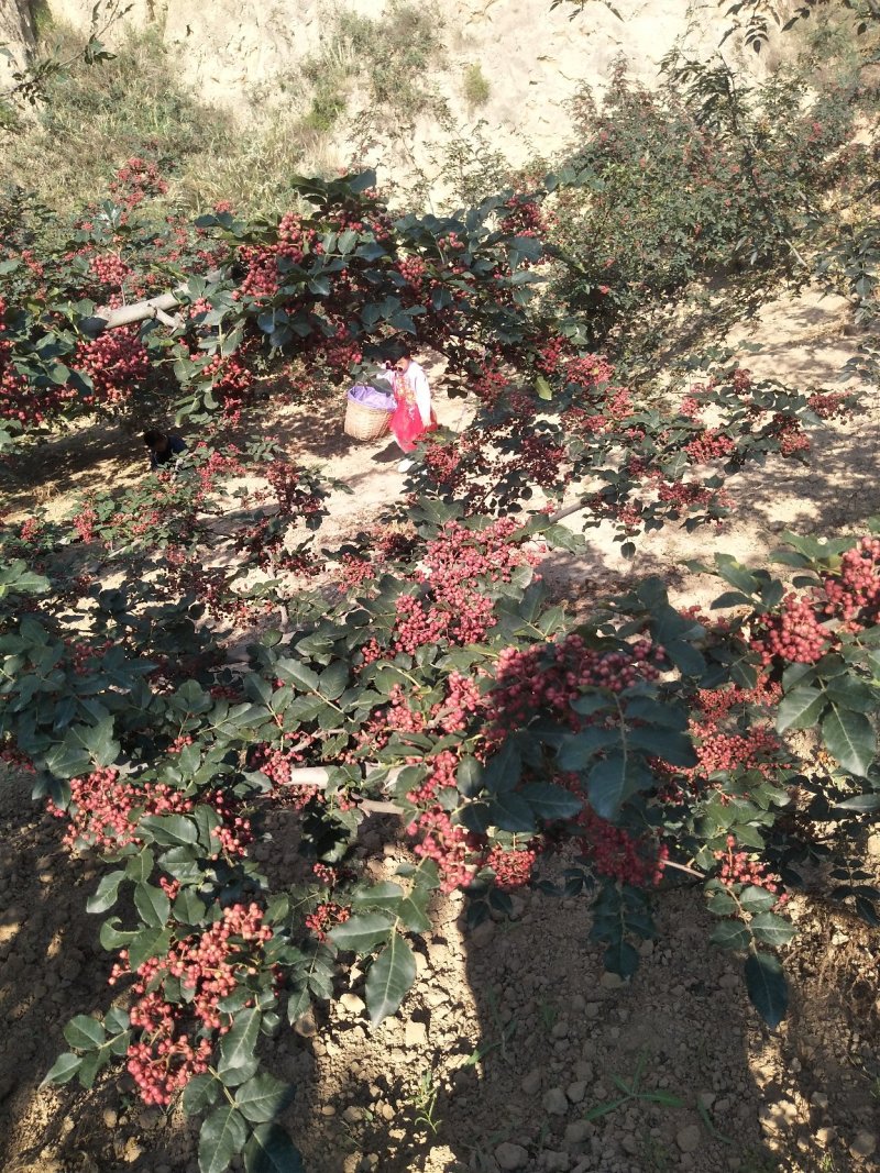 甘肃省天水市种植专业合作社大红袍花椒树苗支持批发