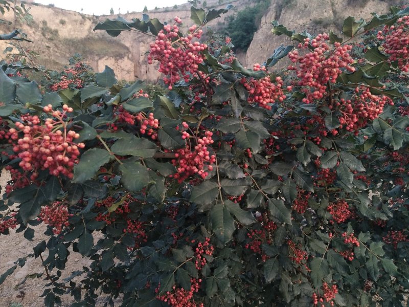 甘肃省天水市种植专业合作社大红袍花椒树苗支持批发