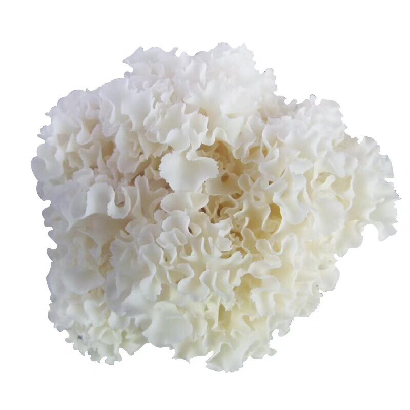 工厂直供新鲜绣球菌当天发货新鲜美味