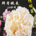 工厂直供新鲜绣球菌当天发货新鲜美味