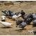 种鸽，商品鸽乳鸽可以快递，限四川省周边包成活，包技术指导