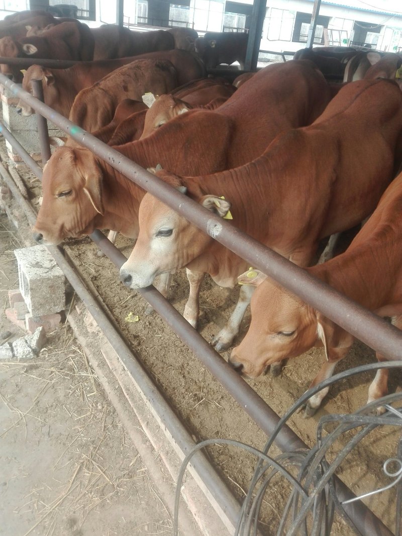 驴苗，德州驴，改良驴，三汾驴，关中驴，肉驴驴苗