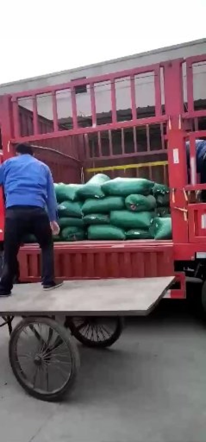 优质半夏种，自己基地生产！品种优良，价格美丽！干净无杂质