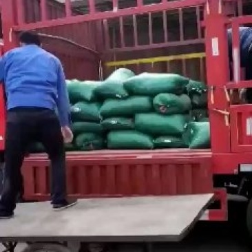 优质半夏种，自己基地生产！品种优良，价格美丽！干净无杂质