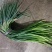 红帽蒜薹天天有货量大价优欢迎采购60公分以上