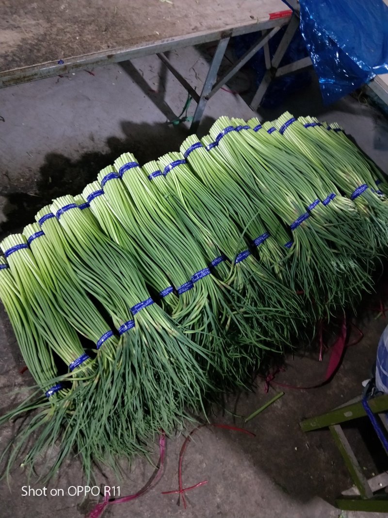 红帽蒜薹天天有货量大价优欢迎采购60公分以上