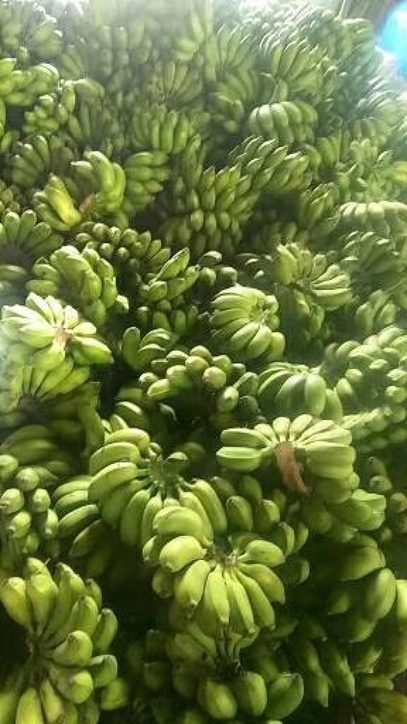 广西新鲜小米蕉原产地水果9斤小鸡蕉米蕉