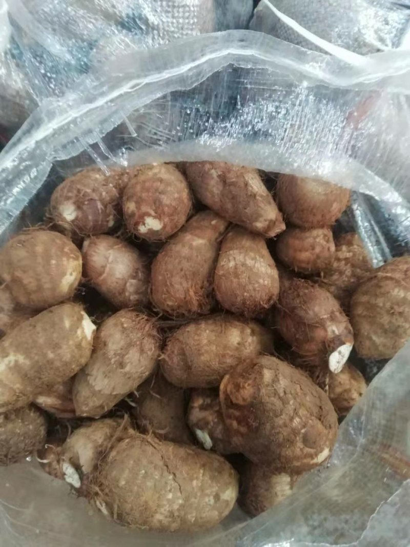 优质芋头毛芋头8520芋头大球中球通货发全国(包售后)