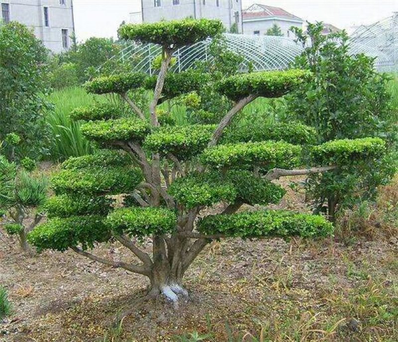 小叶黄杨，小叶黄杨基地直销，价格低，规格全，质量优上货快