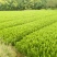 小叶黄杨，小叶黄杨基地直销，价格低，规格全，质量优上货快