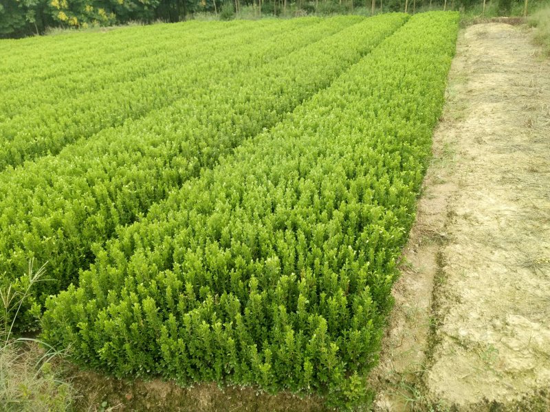 小叶黄杨，小叶黄杨基地直销，价格低，规格全，质量优上货快