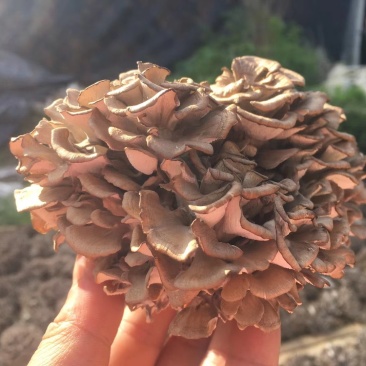 食用菌庆元灰树花干货舞茸栗蘑无泥沙