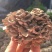 食用菌庆元灰树花干货舞茸栗蘑无泥沙