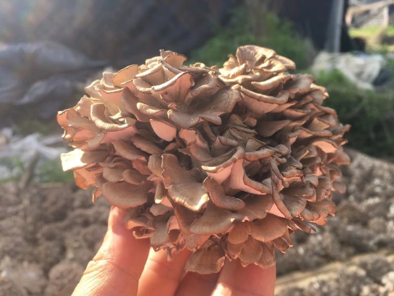 食用菌庆元灰树花干货舞茸栗蘑无泥沙