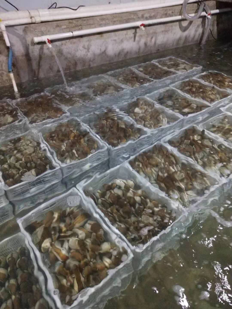 朝鲜🇰🇵象拔蚌