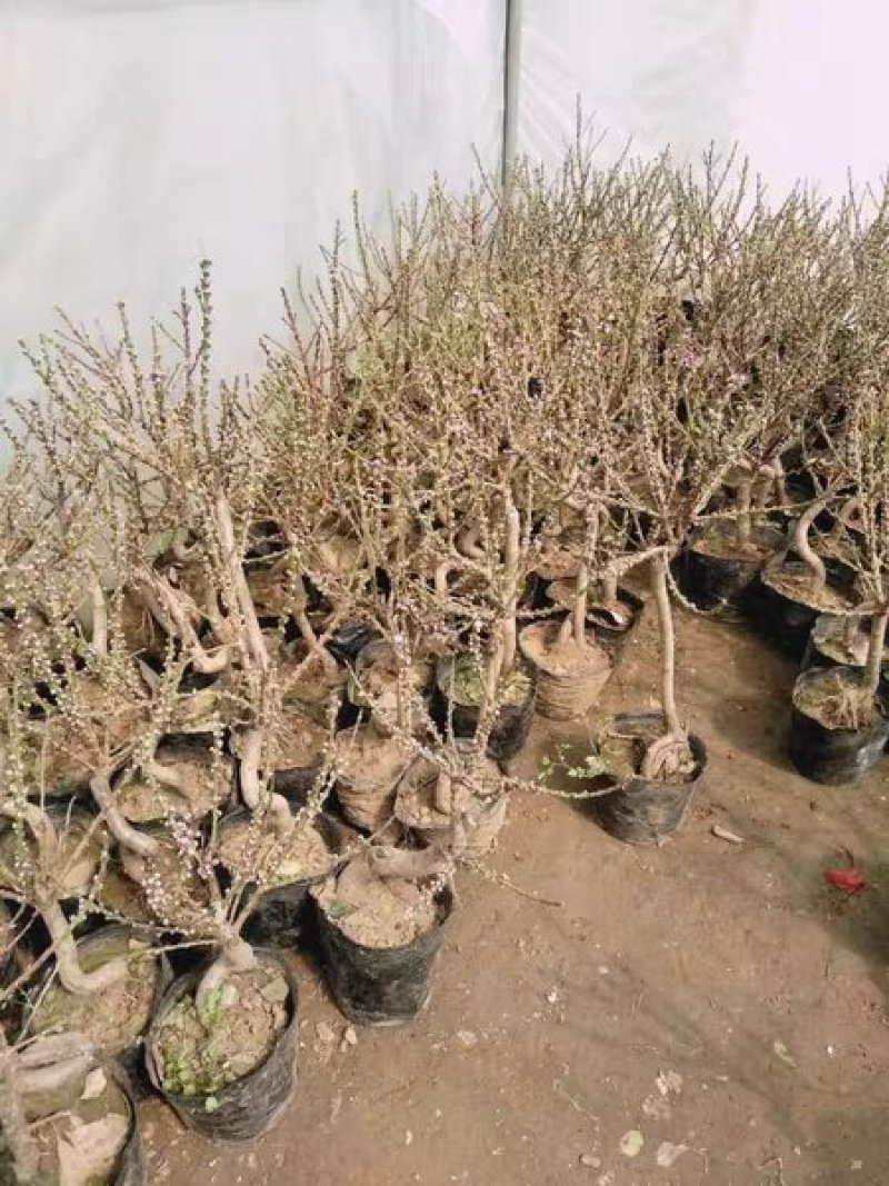 桃花树苗大红色粉红色都有包邮