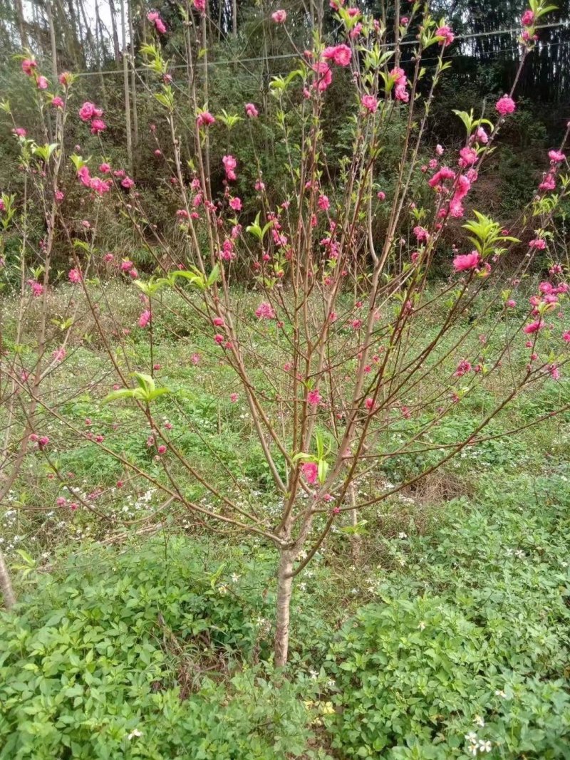 桃花树苗大红色粉红色都有包邮