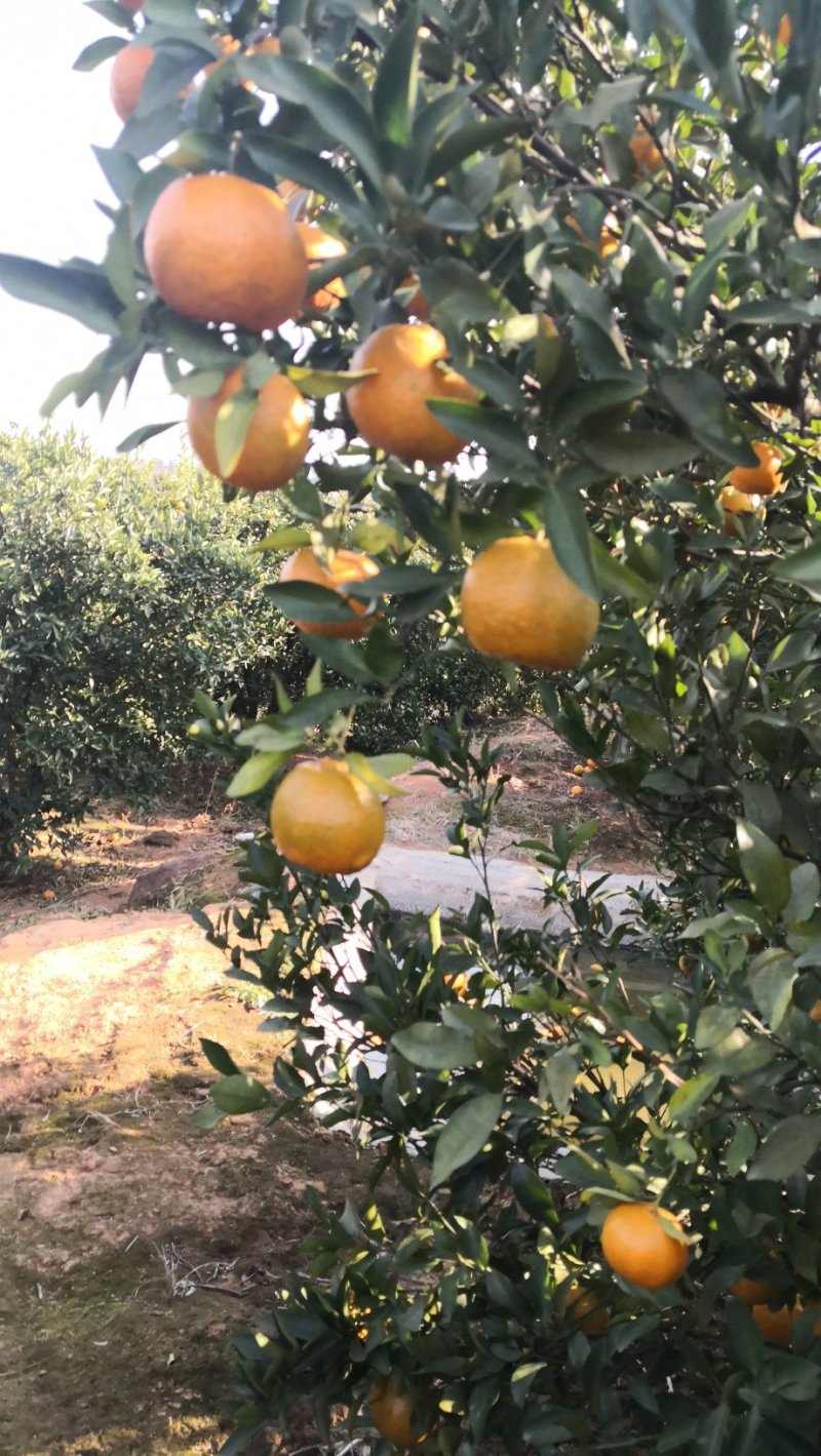 湖南省湘西苗族土家族自治州泸溪县富硒椪柑和富硒橙子