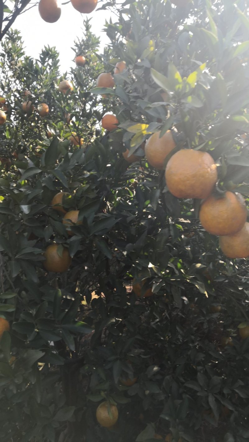 湖南省湘西苗族土家族自治州泸溪县富硒椪柑和富硒橙子