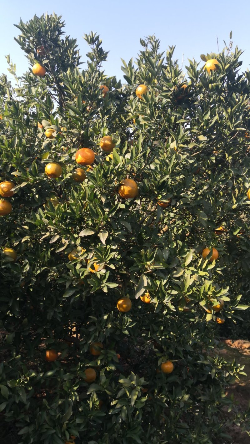 湖南省湘西苗族土家族自治州泸溪县富硒椪柑和富硒橙子