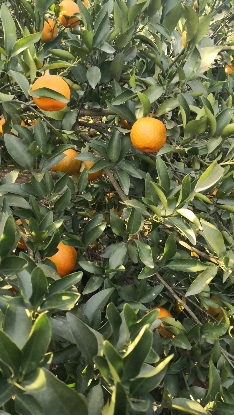 湖南省湘西苗族土家族自治州泸溪县富硒椪柑和富硒橙子