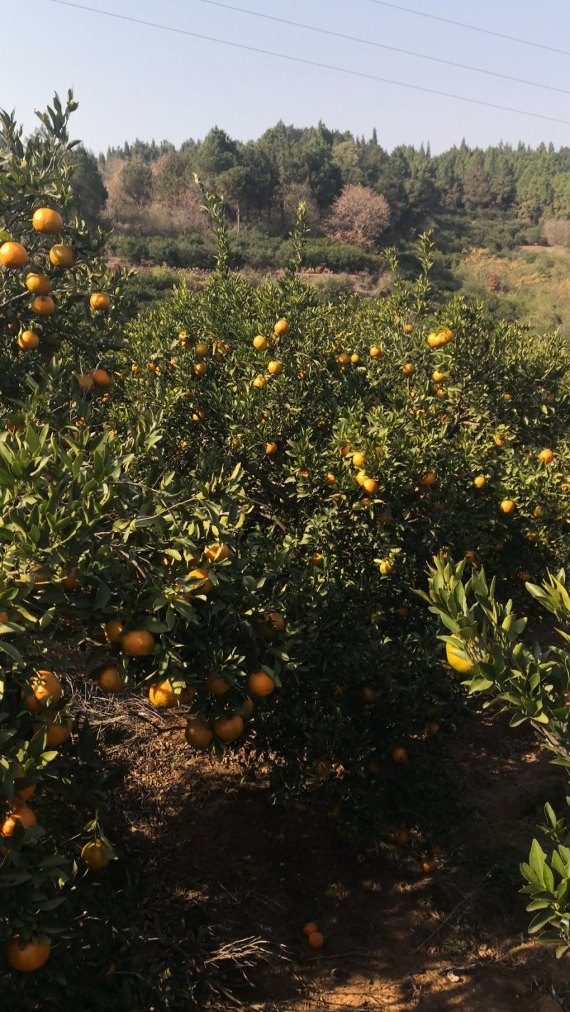 湖南省湘西苗族土家族自治州泸溪县富硒椪柑和富硒橙子