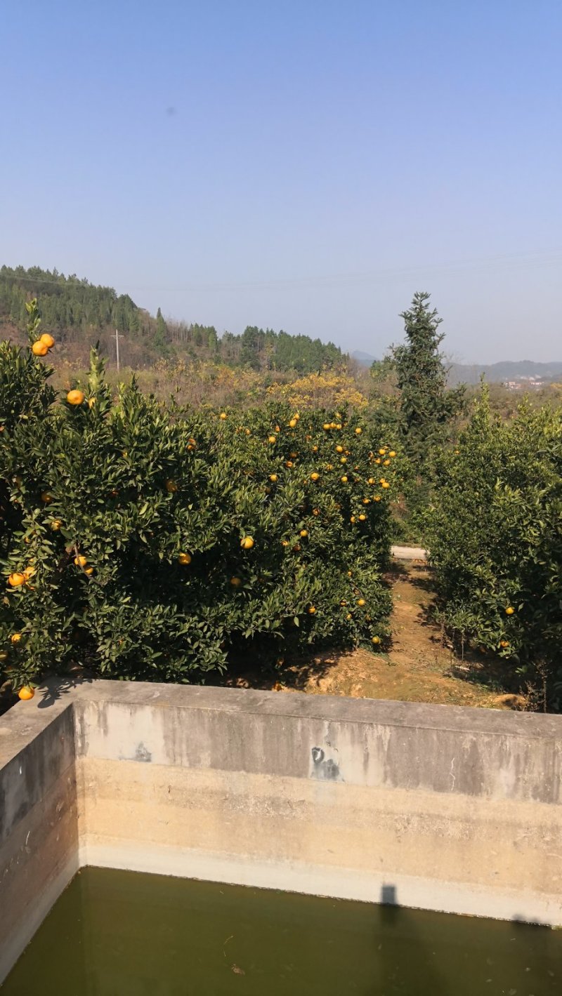 湖南省湘西苗族土家族自治州泸溪县富硒椪柑和富硒橙子