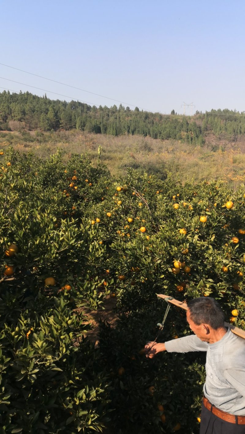 湖南省湘西苗族土家族自治州泸溪县富硒椪柑和富硒橙子