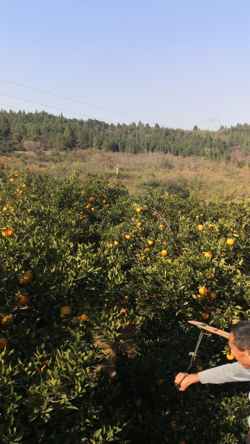 湖南省湘西苗族土家族自治州泸溪县富硒椪柑和富硒橙子