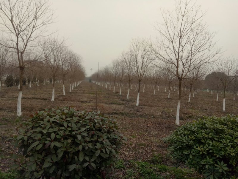 乌桕，乌桕价格河南潢川苗木基地乌桕价格。