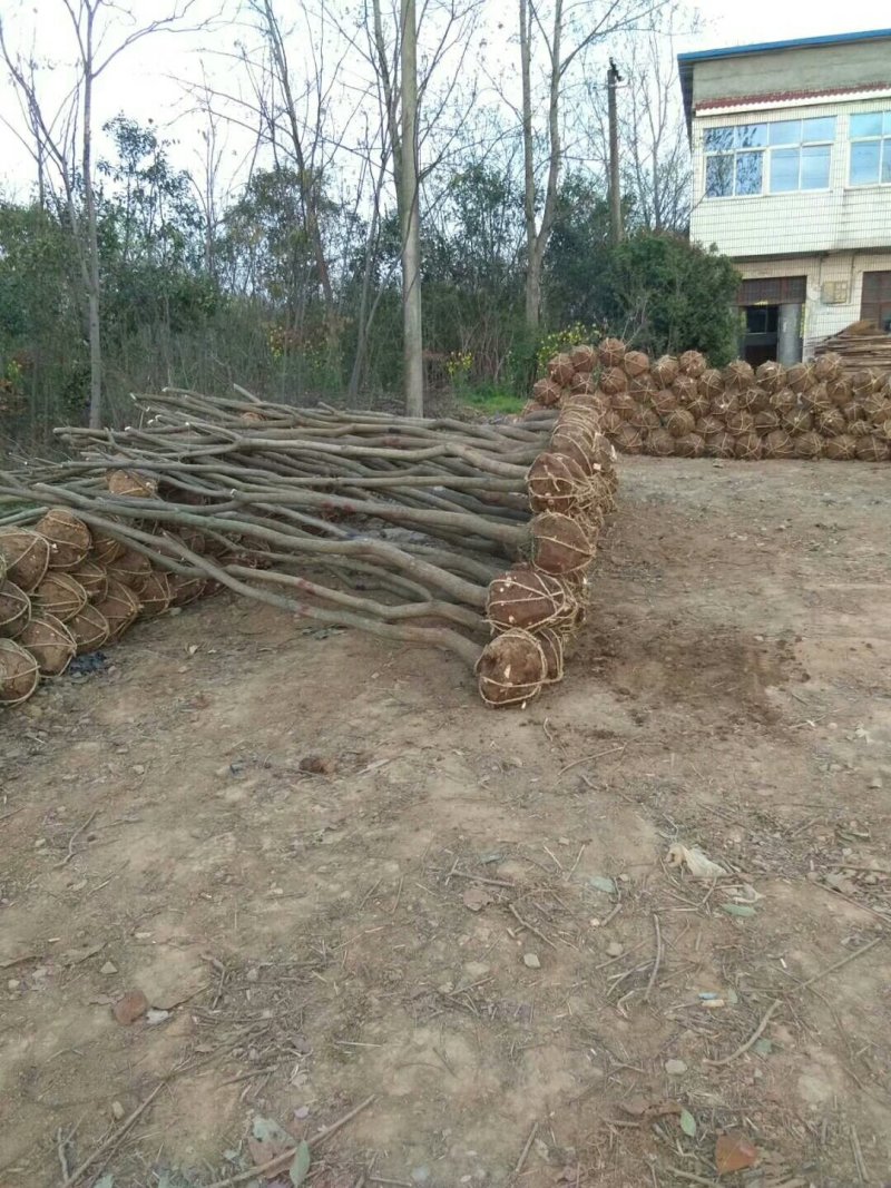 乌桕，乌桕价格河南潢川苗木基地乌桕价格。