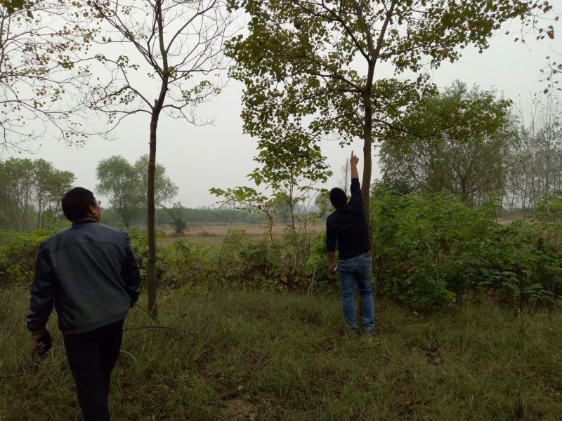 乌桕，乌桕价格河南潢川苗木基地乌桕价格。