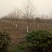 乌桕，乌桕价格河南潢川苗木基地乌桕价格。
