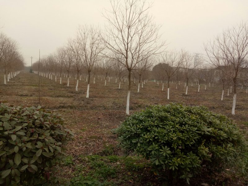 乌桕，乌桕价格河南潢川苗木基地乌桕价格。