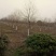 乌桕，乌桕价格河南潢川苗木基地乌桕价格。
