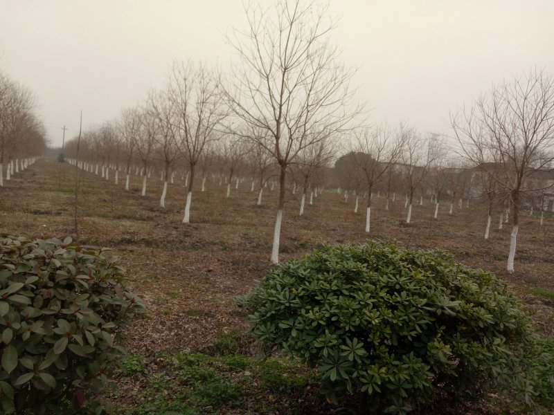 乌桕，乌桕价格河南潢川苗木基地乌桕价格。