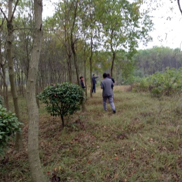 乌桕，乌桕价格河南潢川苗木基地乌桕价格。