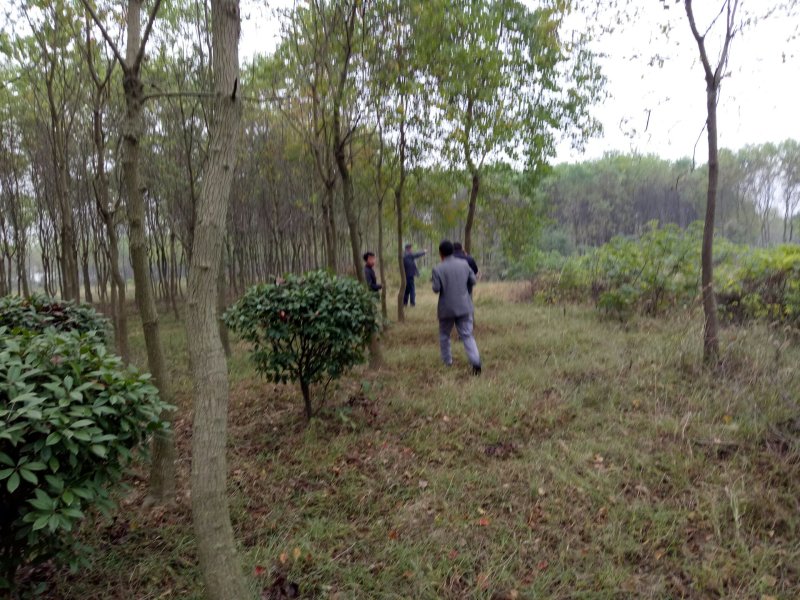 乌桕，乌桕价格河南潢川苗木基地乌桕价格。