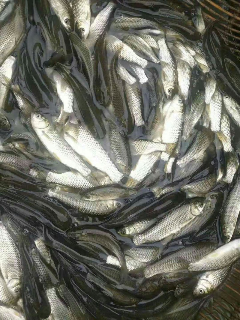 云南官渡出售各种大小鱼苗产地直发货量充足量大从优