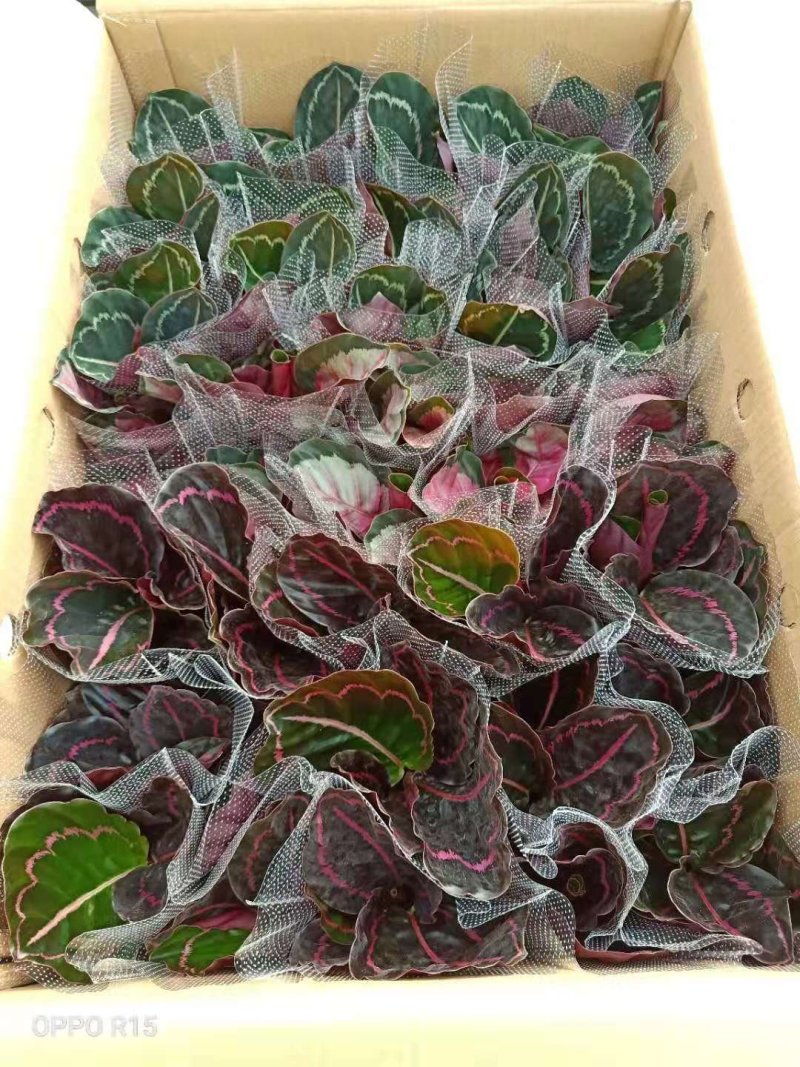 竹芋玫瑰红穴盘苗72孔组培苗基地直销耐摆放植物