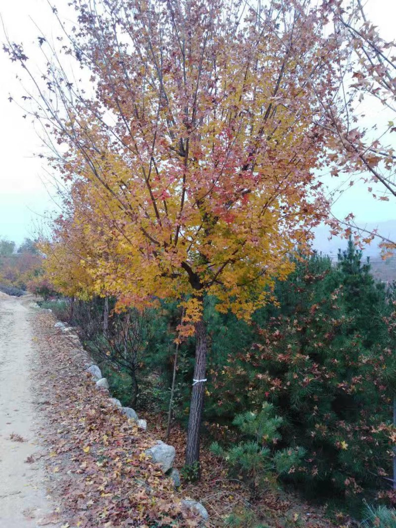 五角枫各种规格枫树基地供应大量现货自家苗木基地